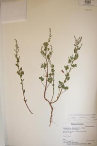 Herbarium Sheet of 